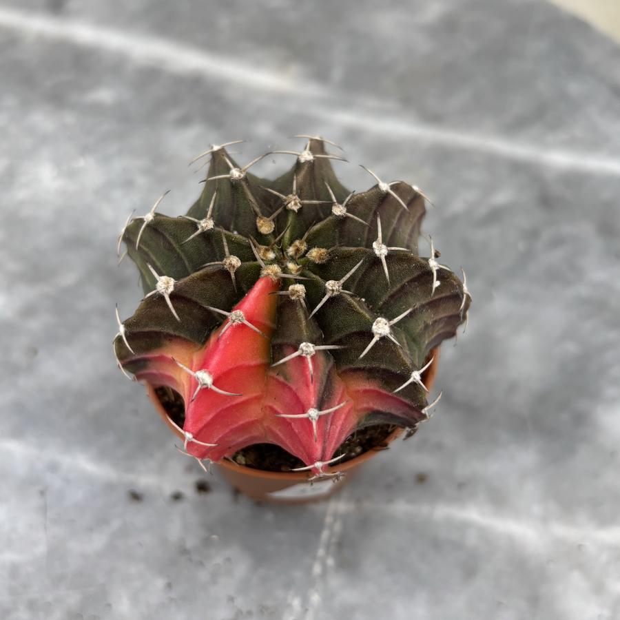 Gymnocalycium Variegata No:34