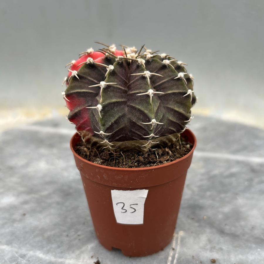 Gymnocalycium Variegata No:35