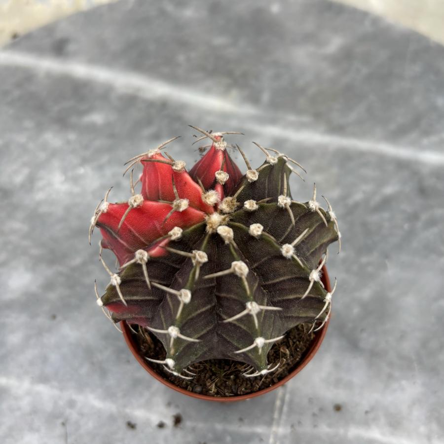 Gymnocalycium Variegata No:35