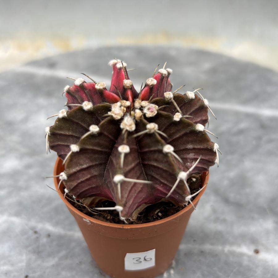 Gymnocalycium Variegata No:36