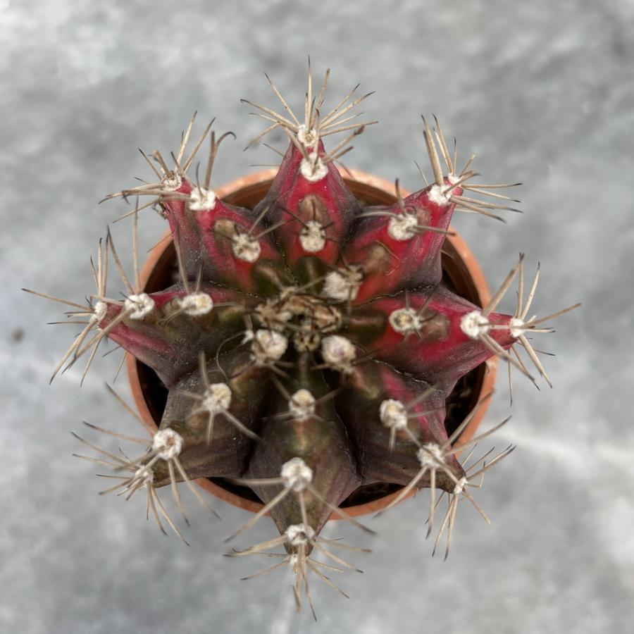 Gymnocalycium Variegata No:37