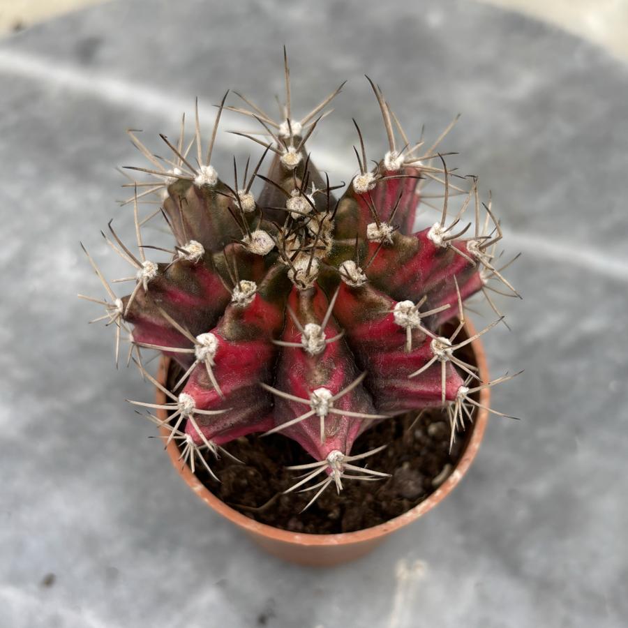 Gymnocalycium Variegata No:37