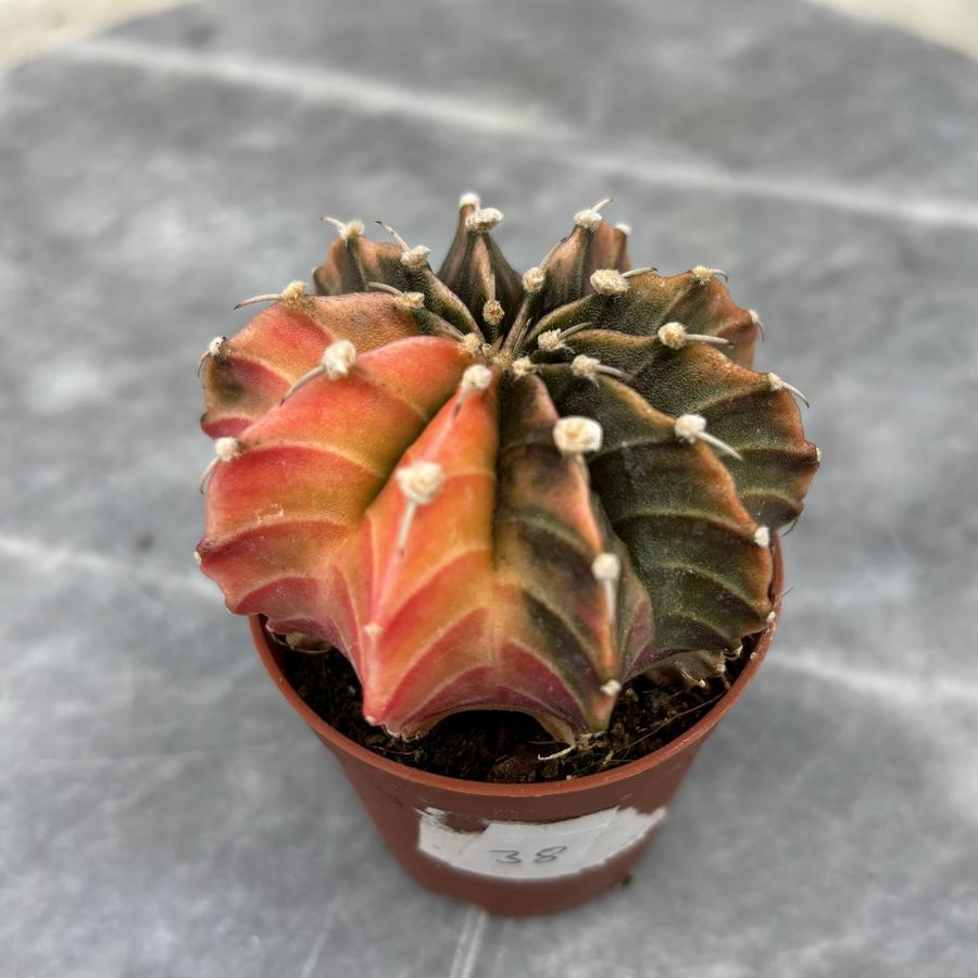 Gymnocalycium Variegata No:38