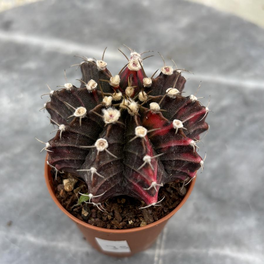 Gymnocalycium Variegata No:39