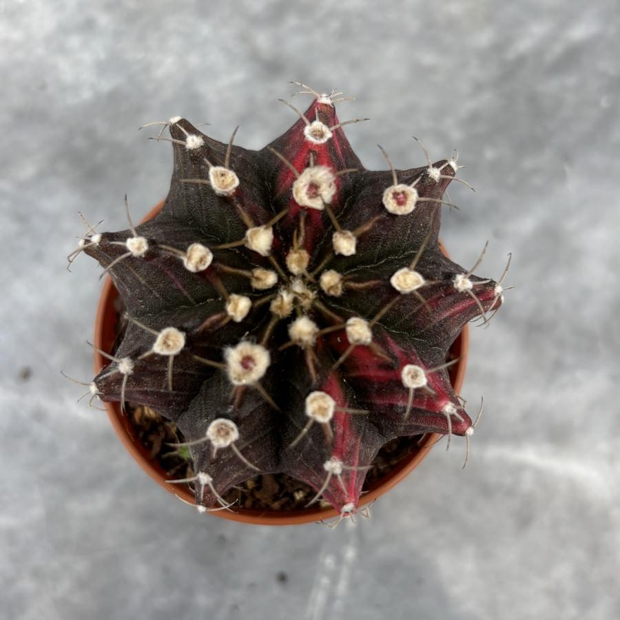 Gymnocalycium Variegata No:39