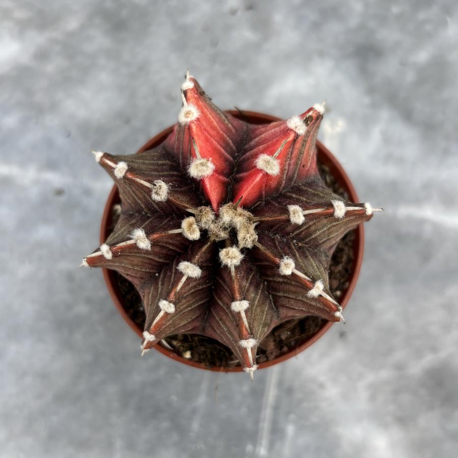 Gymnocalycium Variegata No:40