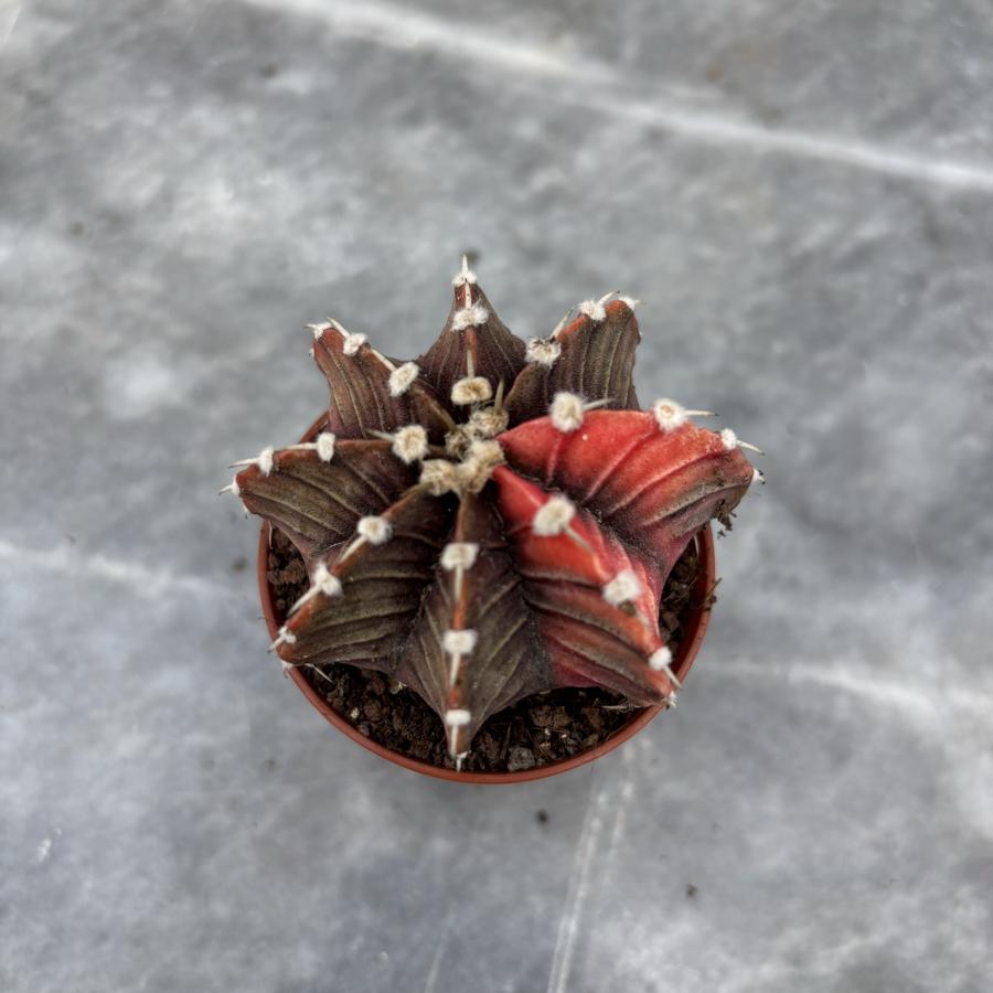 Gymnocalycium Variegata No:40