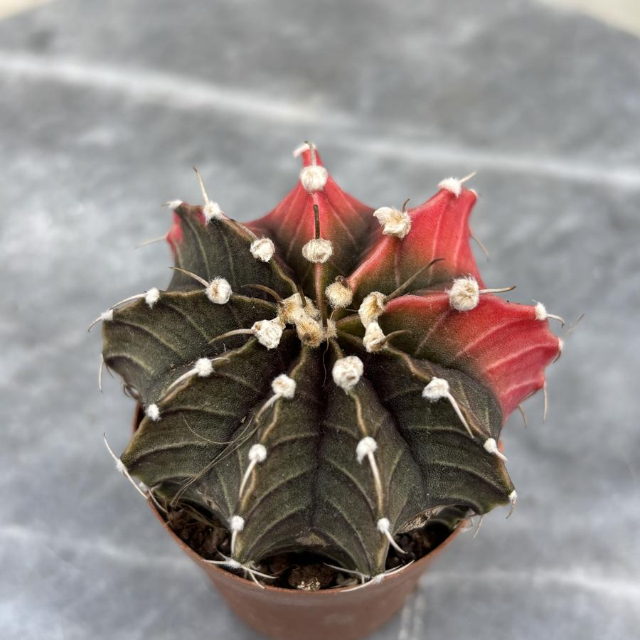 Gymnocalycium Variegata No:41