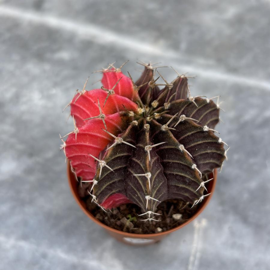 Gymnocalycium Variegata No:43