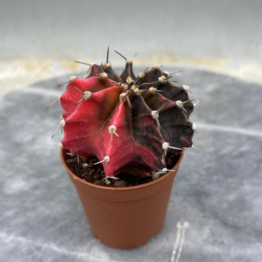 Gymnocalycium Variegata No:44