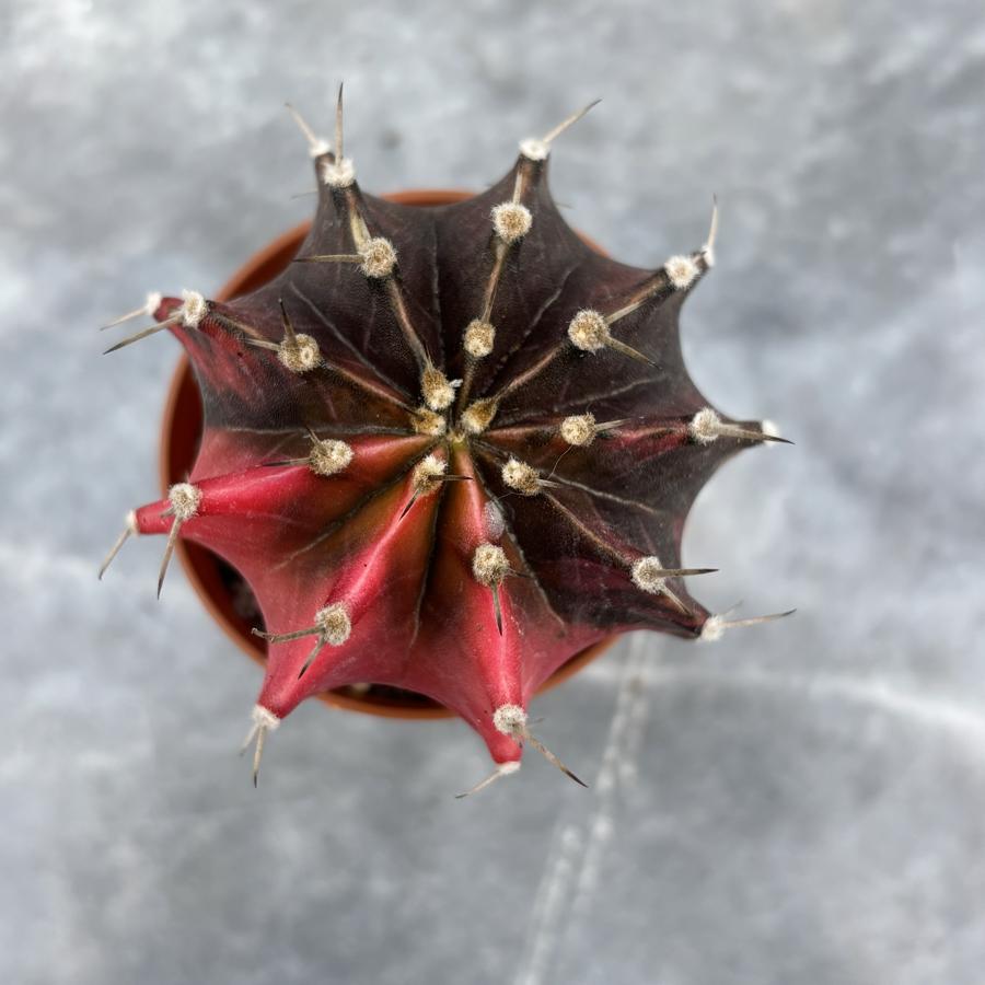 Gymnocalycium Variegata No:44