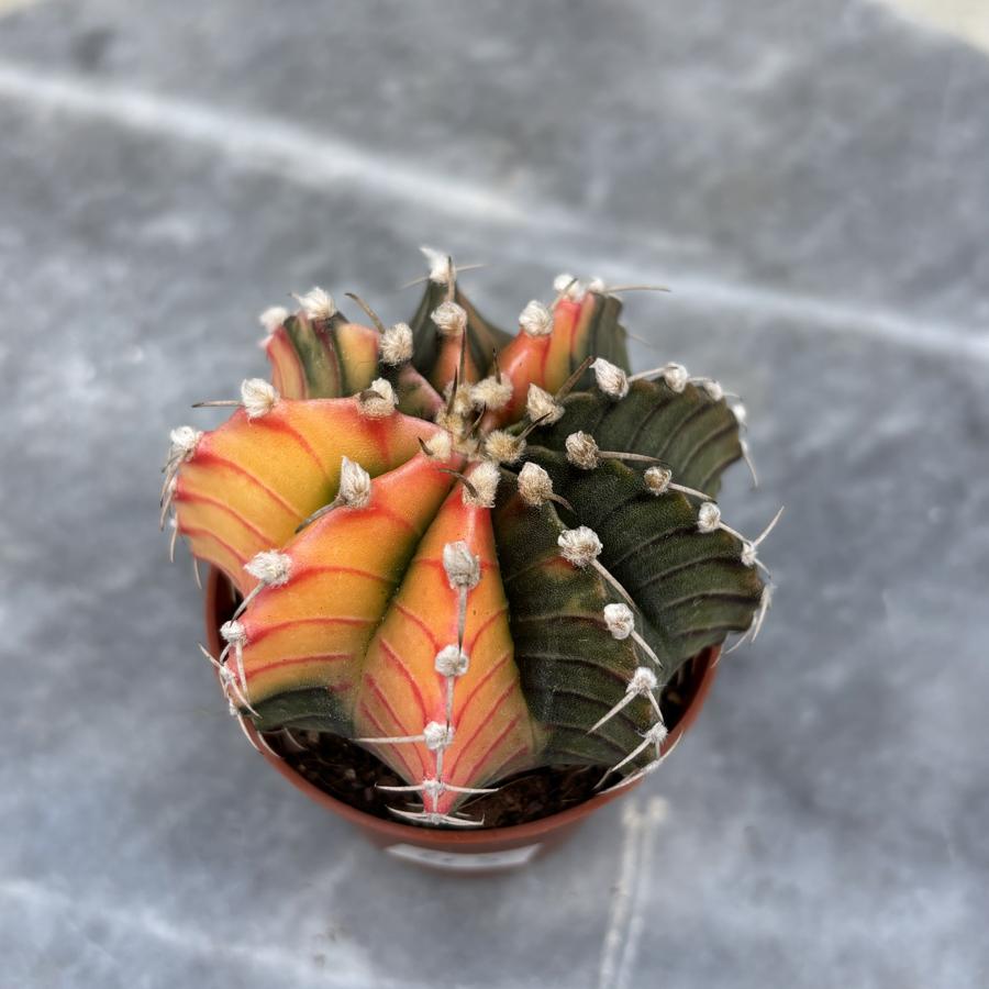 Gymnocalycium Variegata No:45