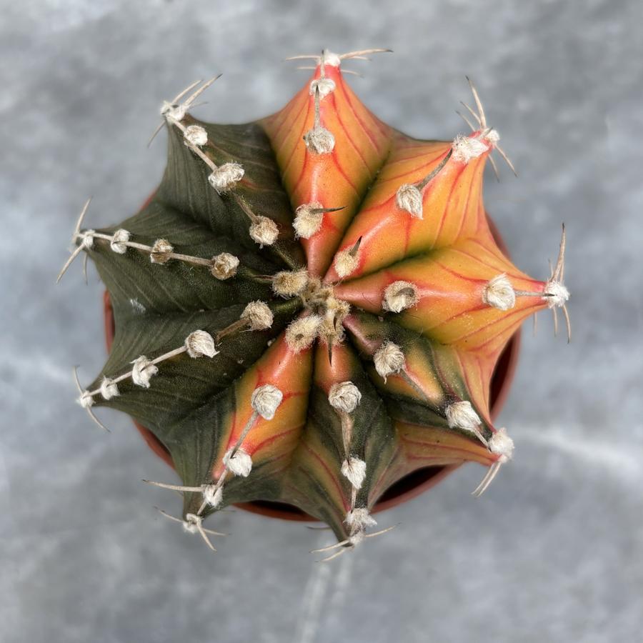 Gymnocalycium Variegata No:45