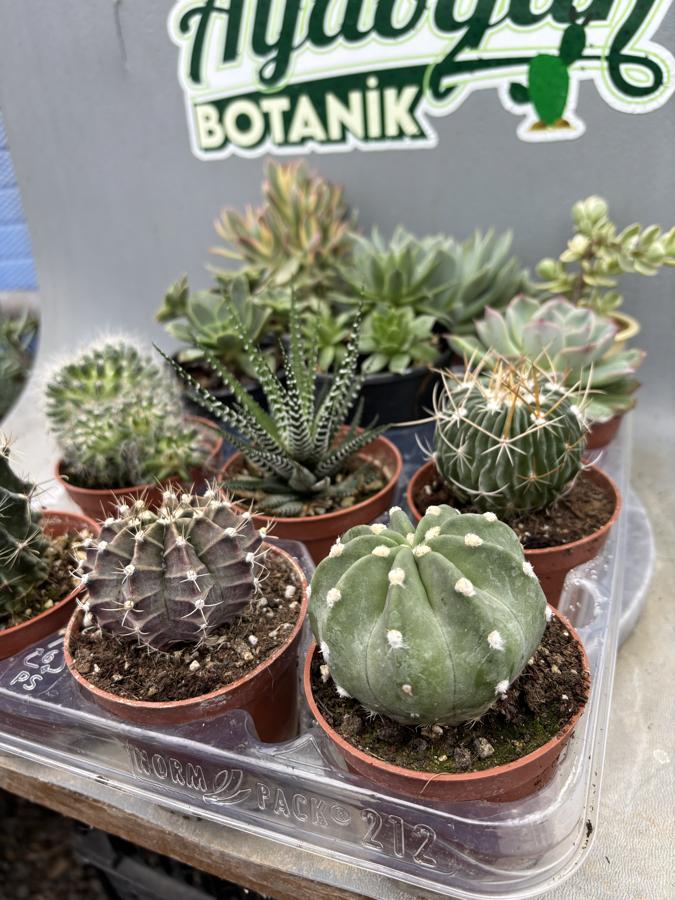 12 adet 8,5cm Saksıda Mix set