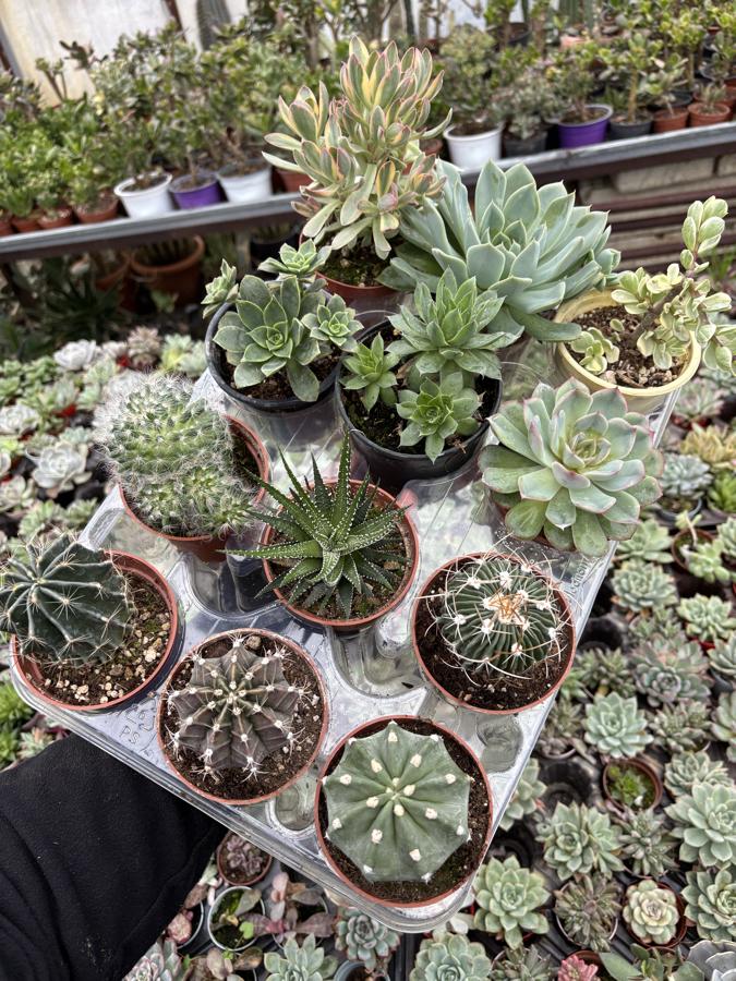 12 adet 8,5cm Saksıda Mix set