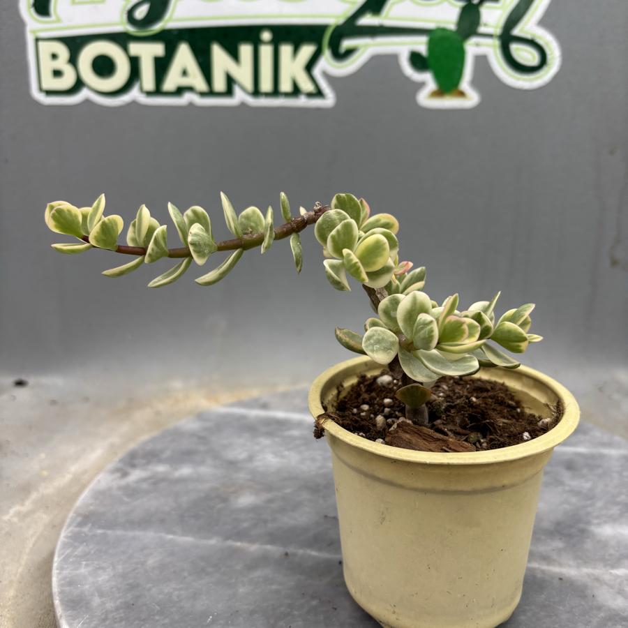 🌿 Portulacaria Afra Variegata – Alacalı Fil Çalısı