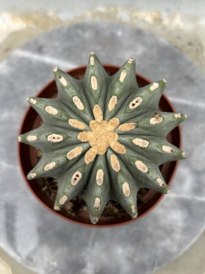 Fero Cactus 13cm saksıda