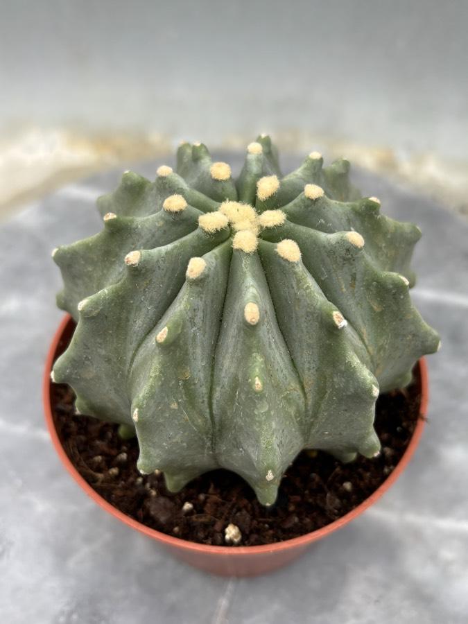 Fero Cactus 10,5cm saksıda