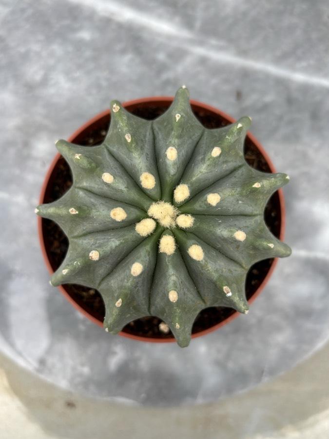 Fero Cactus 10,5cm saksıda