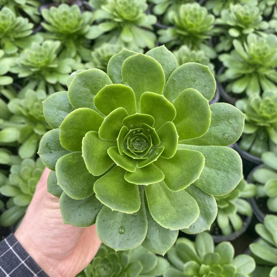 Aenium 10,5cm saksıda