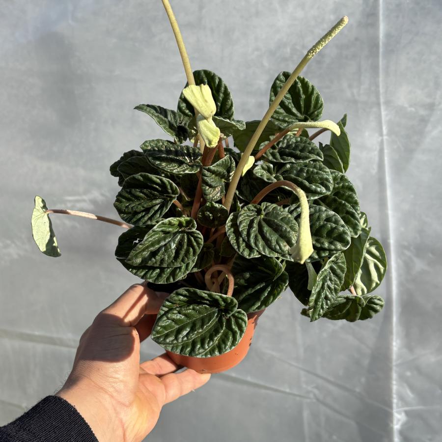 Peperomia Caperata