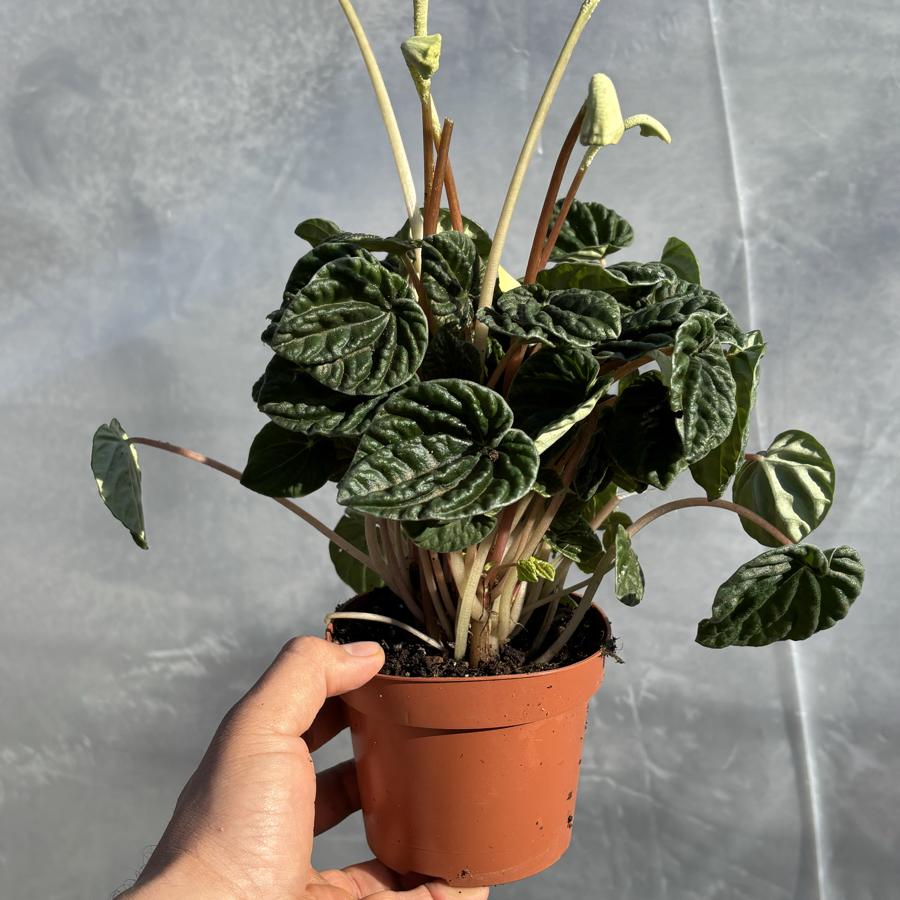 Peperomia Caperata