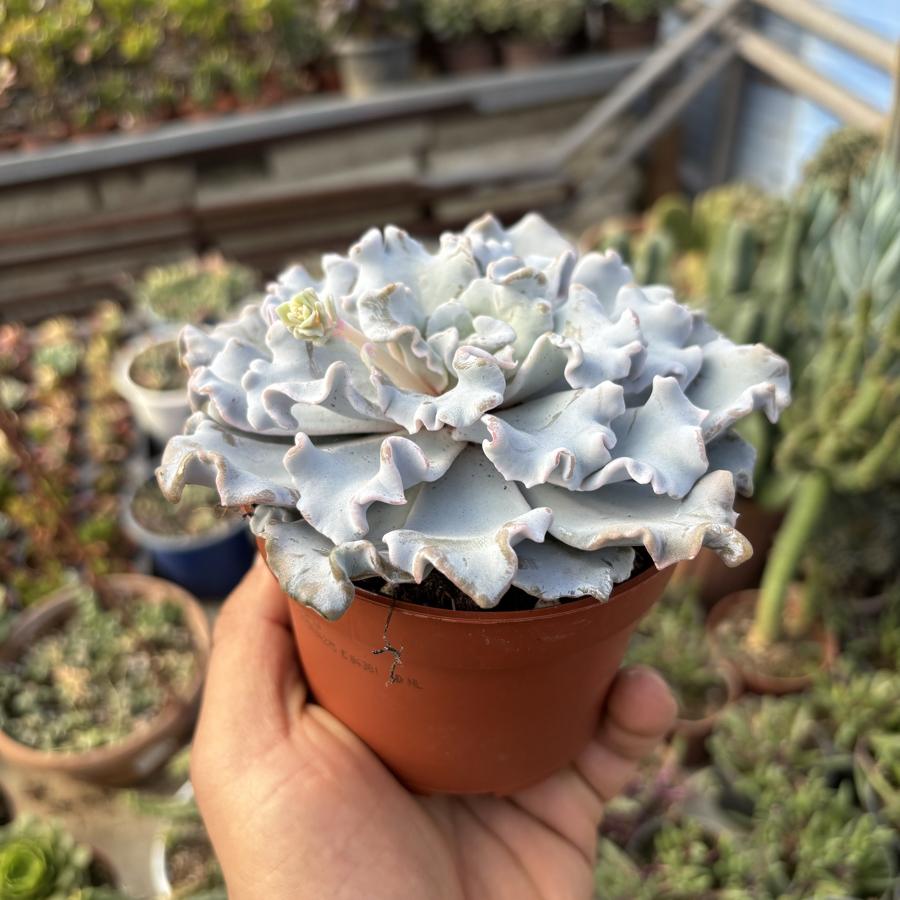 Echeveria Crispte Beauty