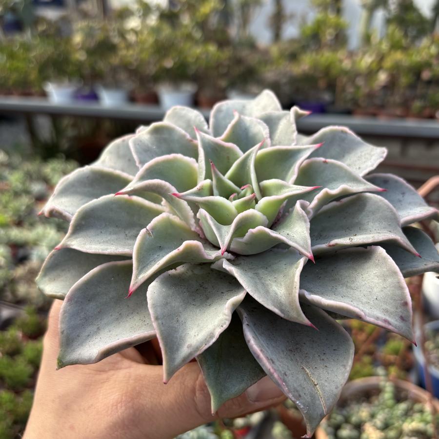 Echeveria Madiba