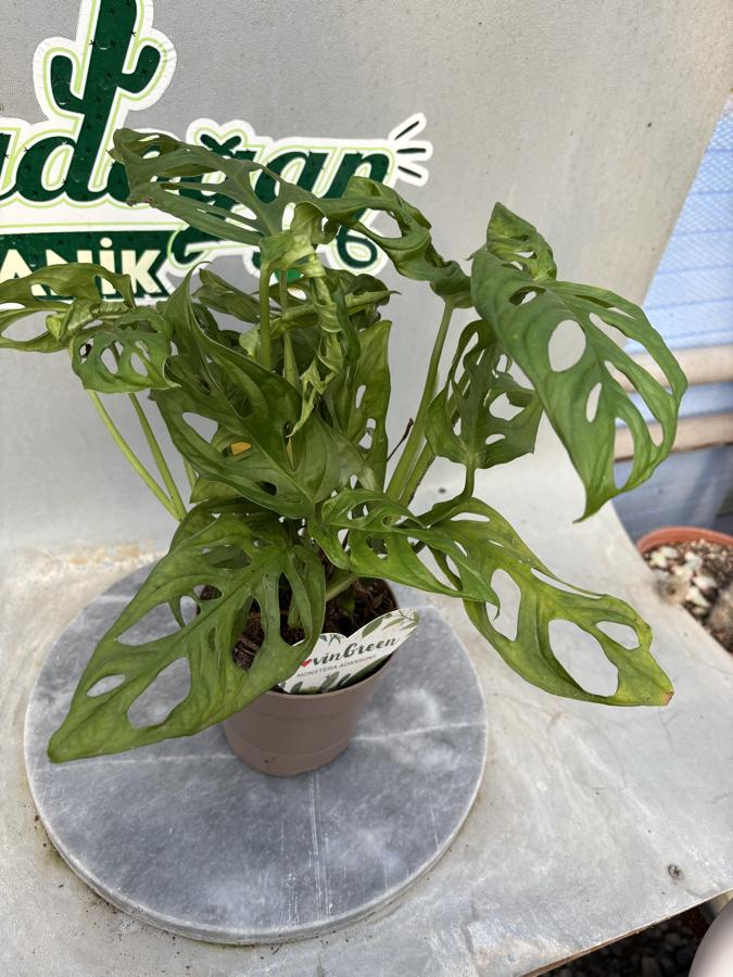 Monstera Adansonii