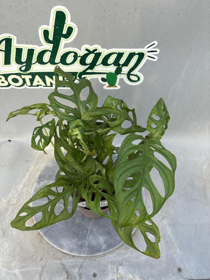Monstera Adansonii