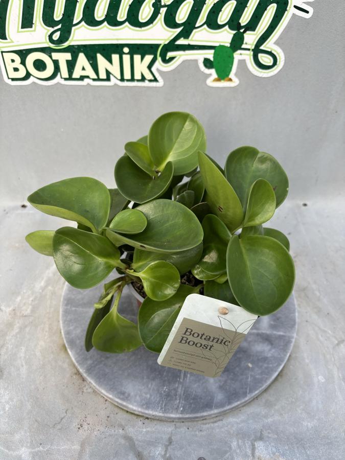 Peperomia Obtusifolia ( Yeşil Zümrüt Dalgası)