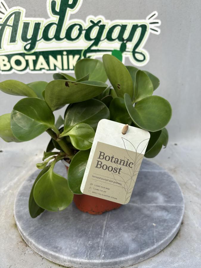 Peperomia Obtusifolia ( Yeşil Zümrüt Dalgası)