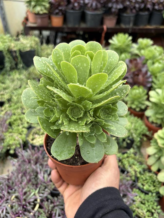 Aenium 10,5cm Saksı