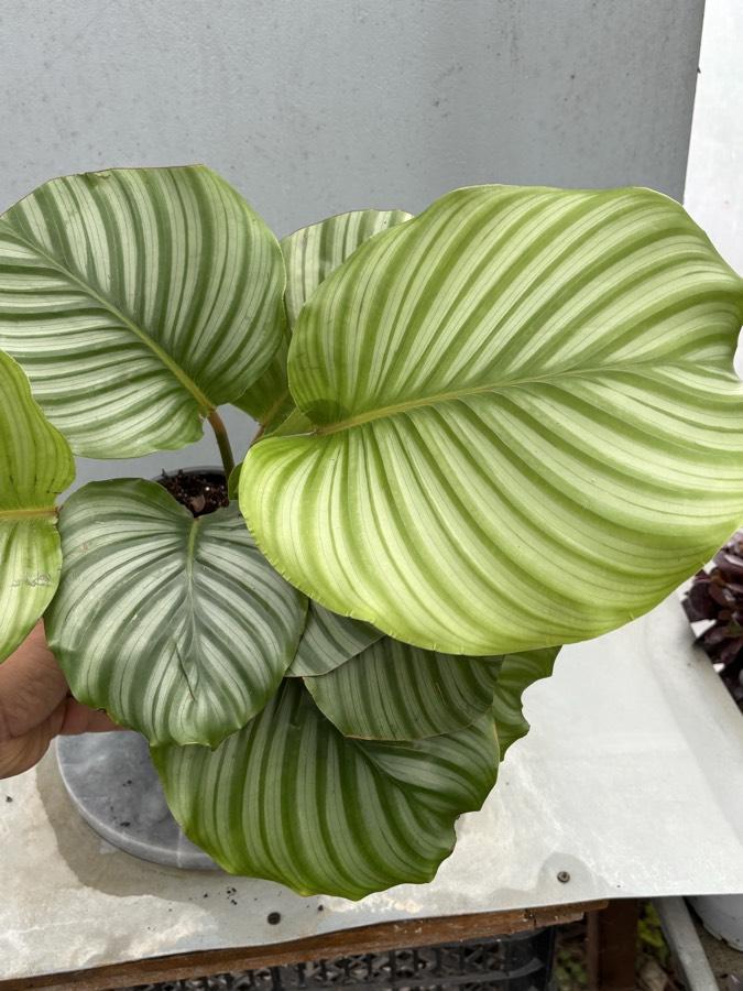 Calathea orbifolia