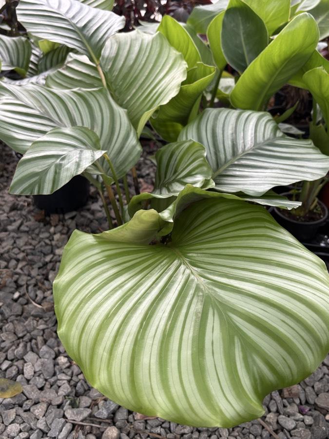 Calathea orbifolia