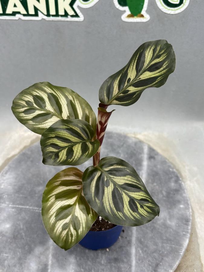 Calathea makayona