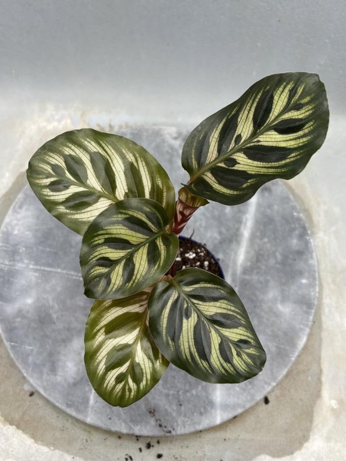 Calathea makayona