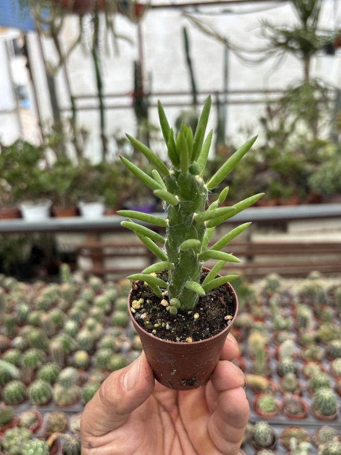 Opuntia subulata