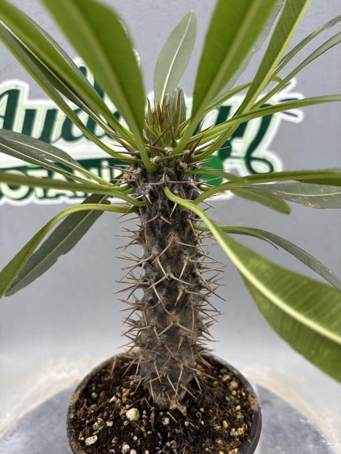 Madagaskar Palmiyesi