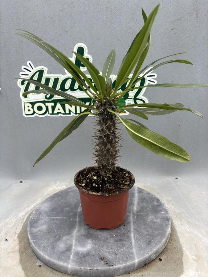 Madagaskar Palmiyesi