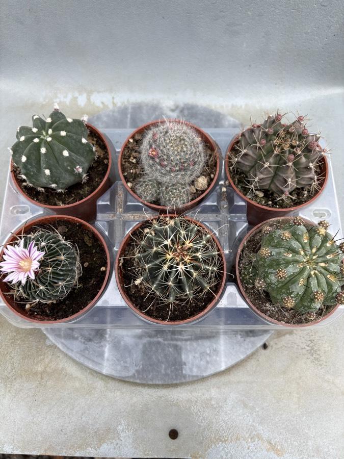 8,5cm Saksıda 6lı Kaktüs Set