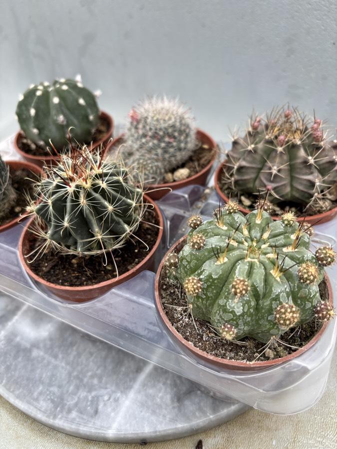 8,5cm Saksıda 6lı Kaktüs Set