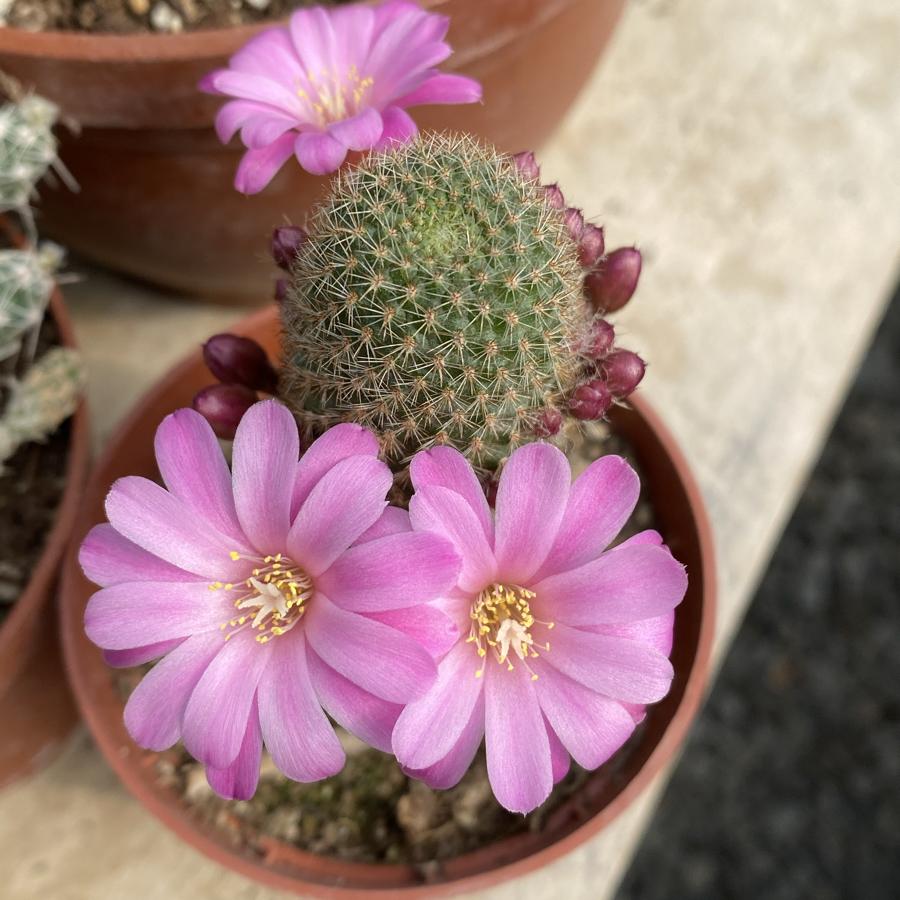 Pembe Rebutia 8,5cm saksı