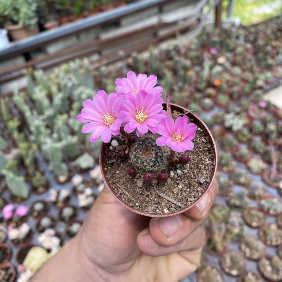 Rebutia