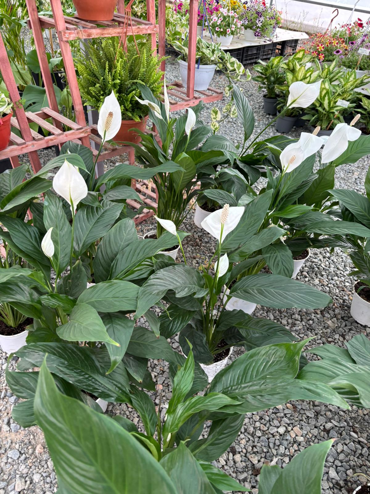 Barış Çiçeği (Spathiphyllum)
