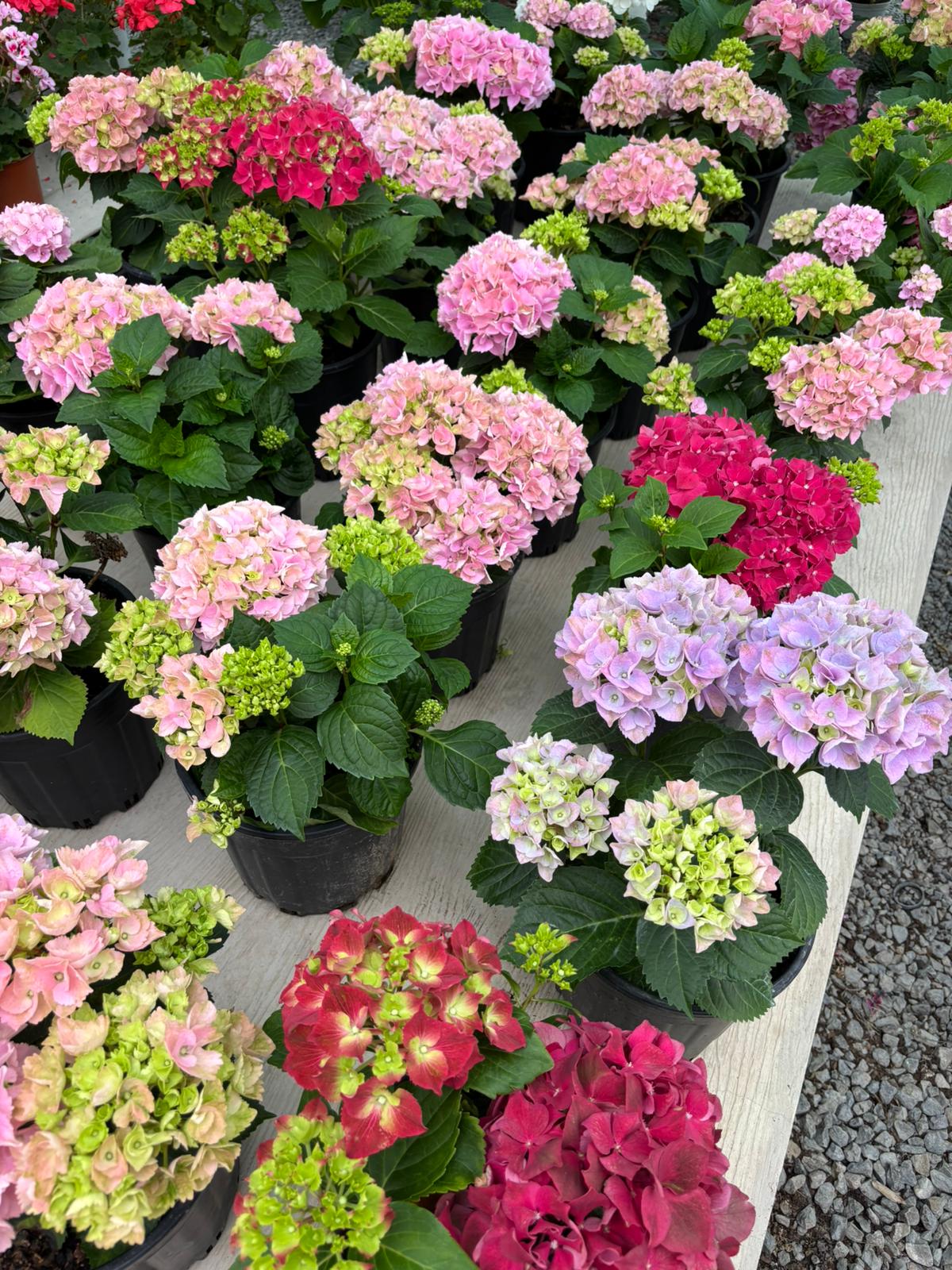 Ortanca (Hydrangea)