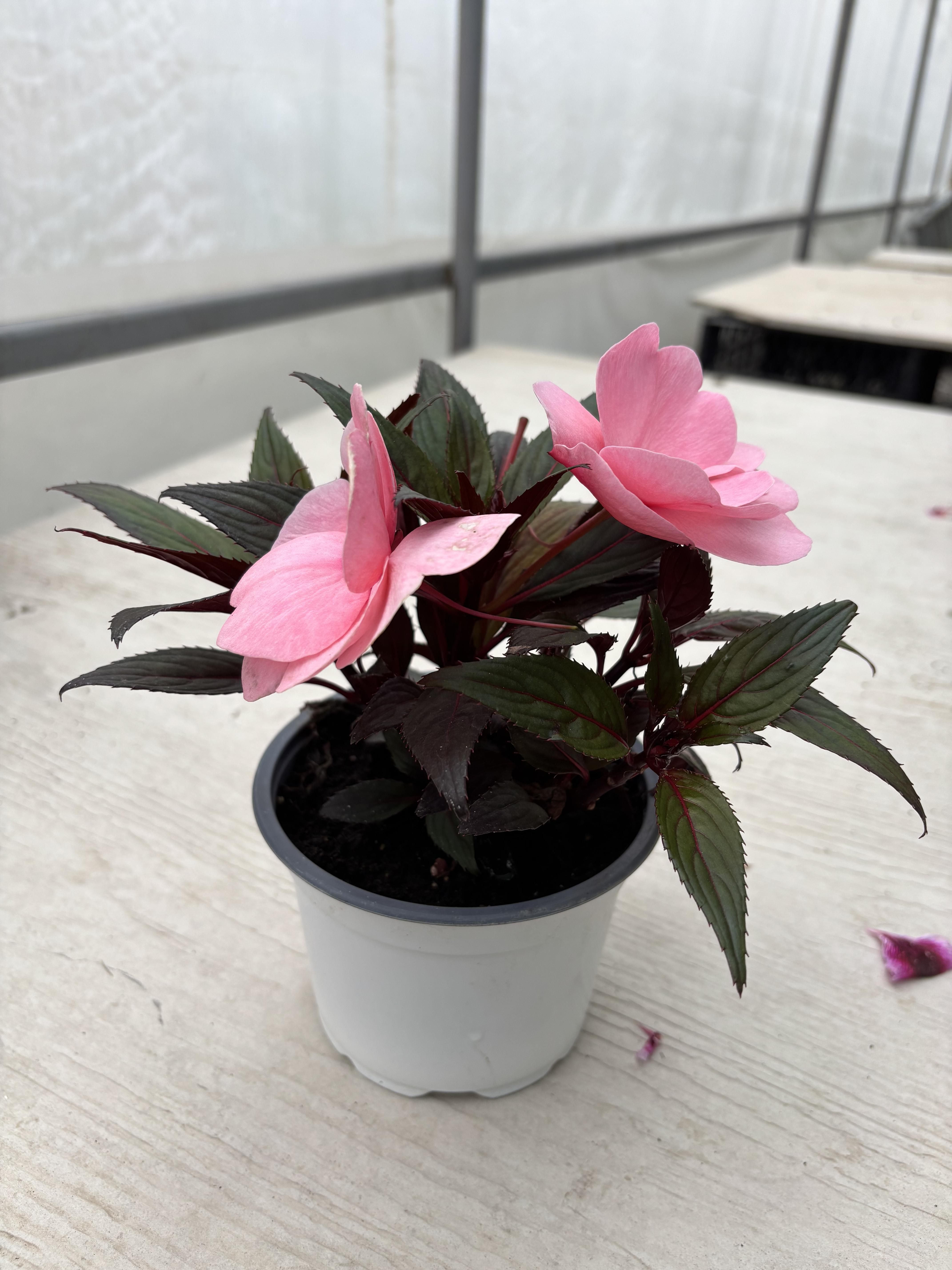 Cam Güzeli (Impatiens)