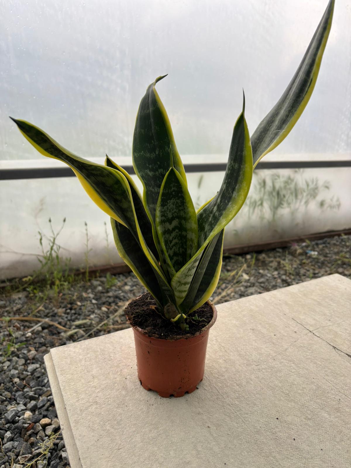 Paşa Kılıcı (Sansevieria)