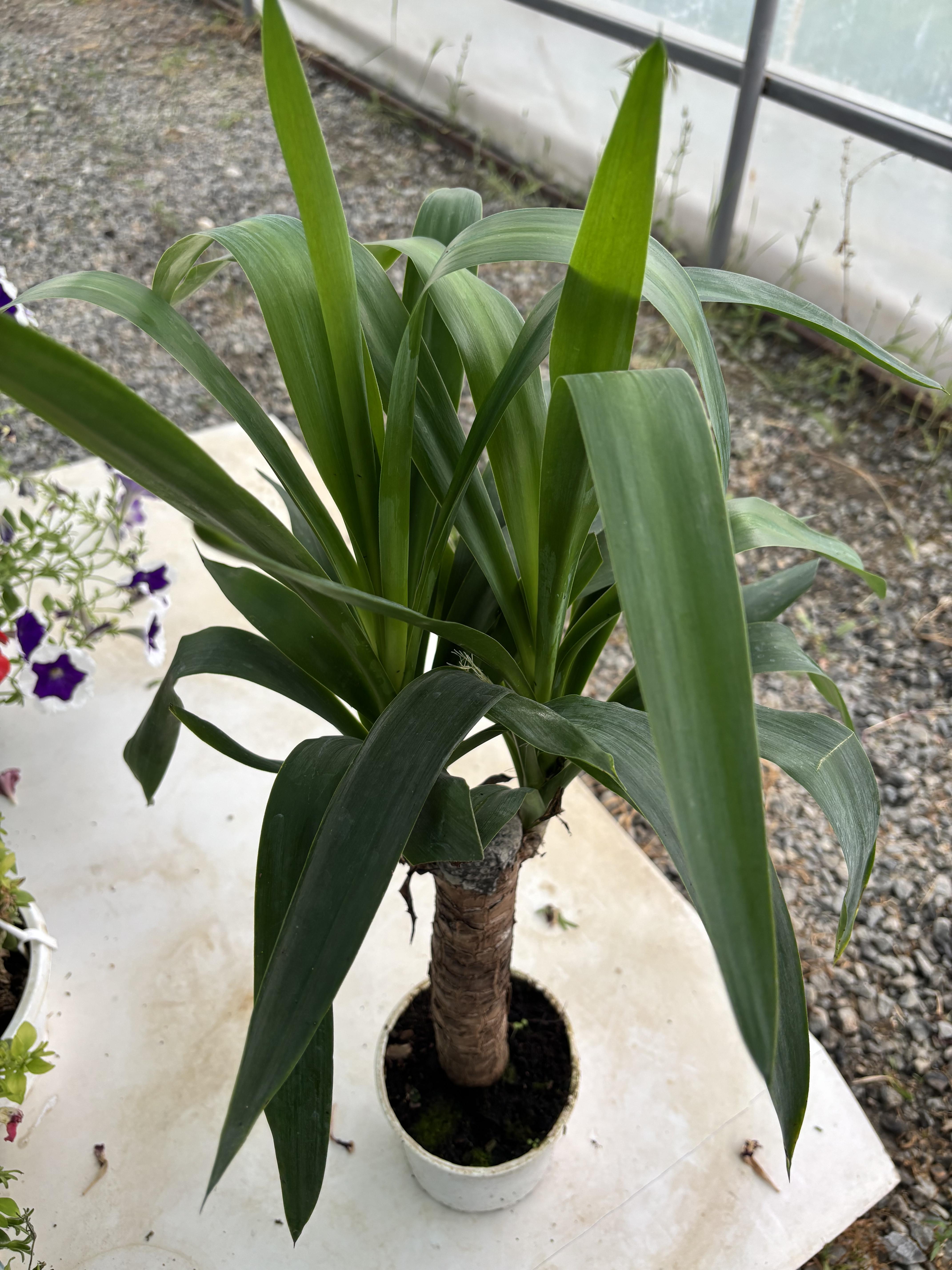 Tekli Yucca