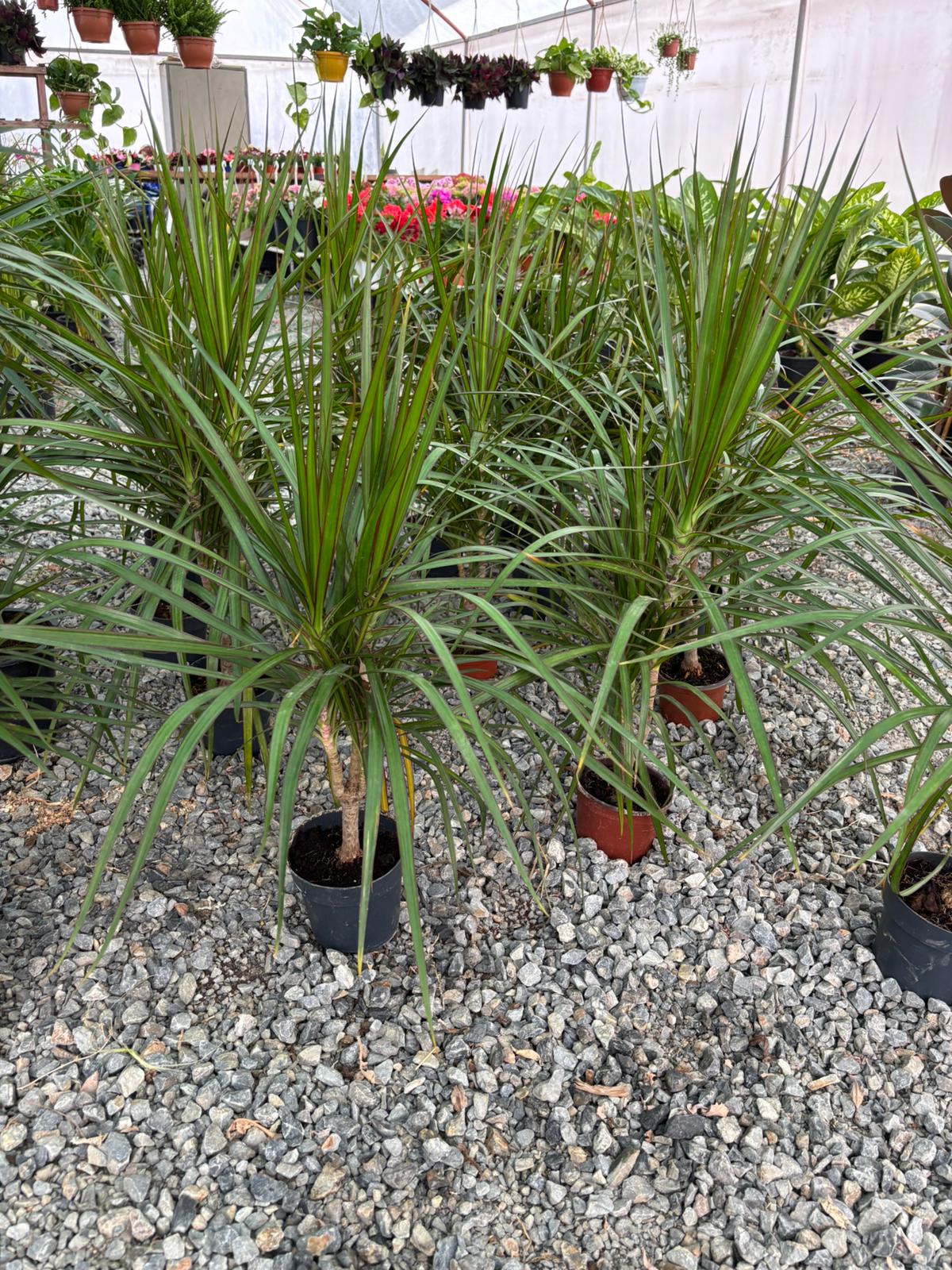 Tekli Marginata